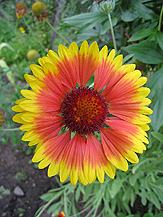 Sunflower163