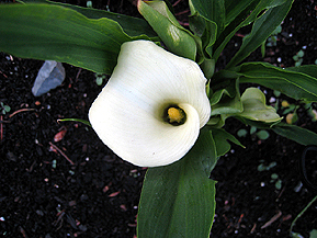 WhiteFlower217x