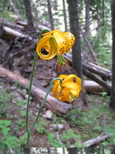 YellowFlowers163x